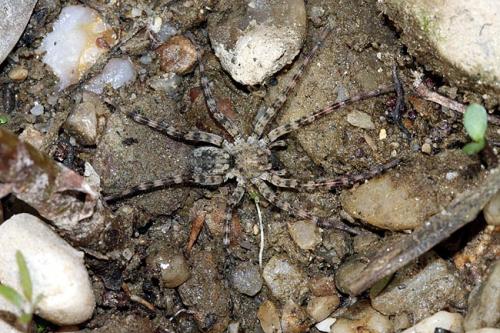 Arctosa cinerea