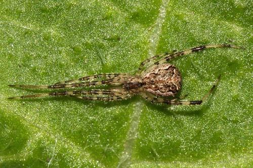 Episinus sp.