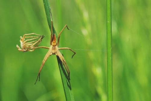 Pisaura mirabilis