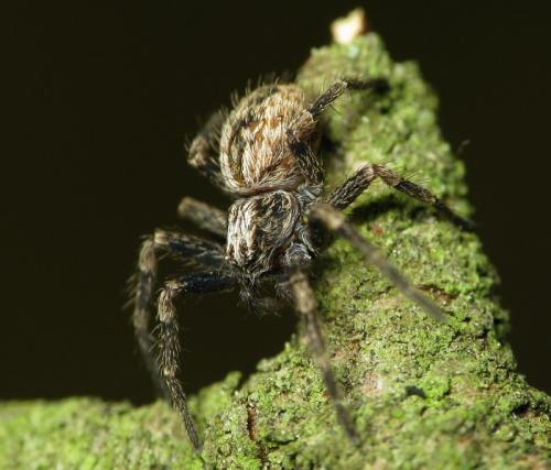 Thanatus sp.