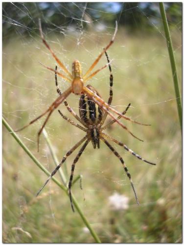 Argiope bruennichi