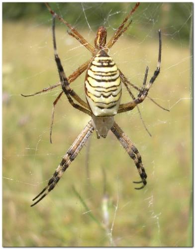 Réf. 31 817 : Argiope bruennichi