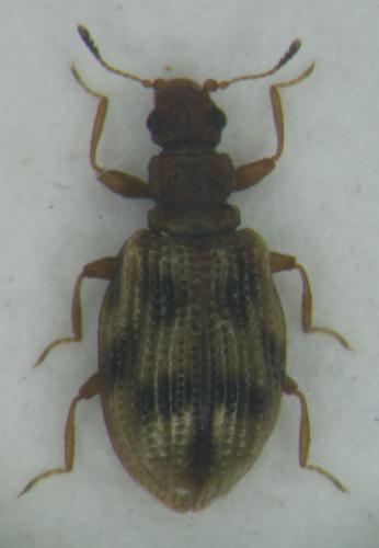 Réf. 31 444 : Cartodere bifasciata