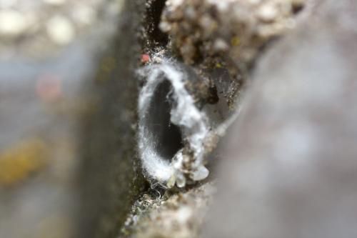 Salticus scenicus