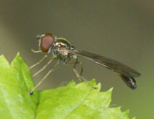 Baccha elongata