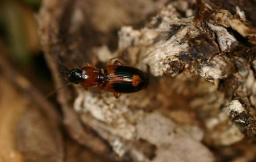 Réf. 31 517 : Badister sp.