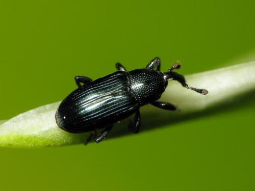Aulacobaris coerulescens