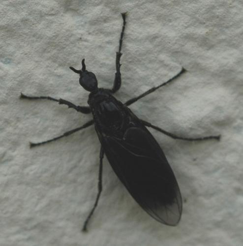 Dilophus febrilis