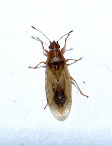 Réf. 31 254 : Cymus glandicolor