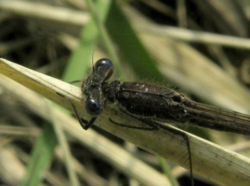 Sympecma fusca