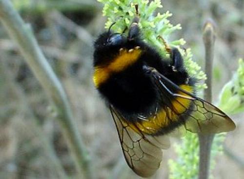 Bombus sp.