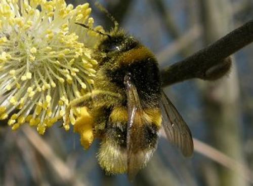 Bombus sp.