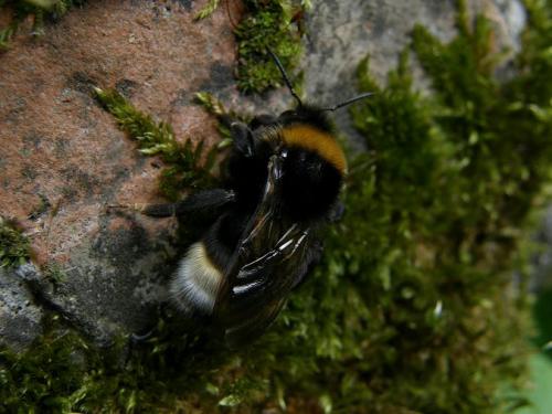 Bombus vestalis