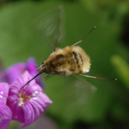 Bombylius sp.