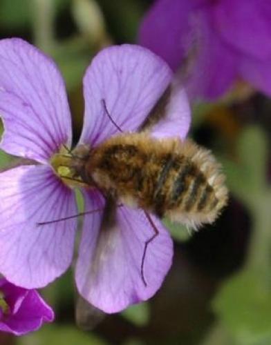 Bombylius sp.