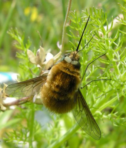 Réf. 31 401 : Bombylius sp.