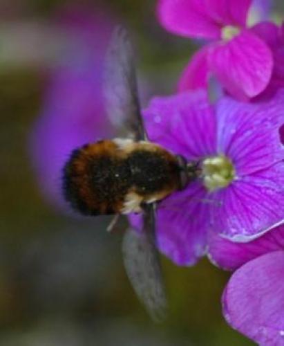 Bombylius discolor