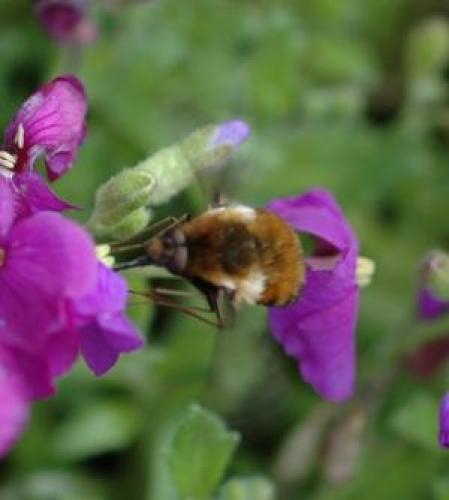 Réf. 31 236 : Bombylius discolor