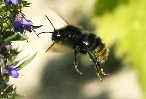 Bombus sp.