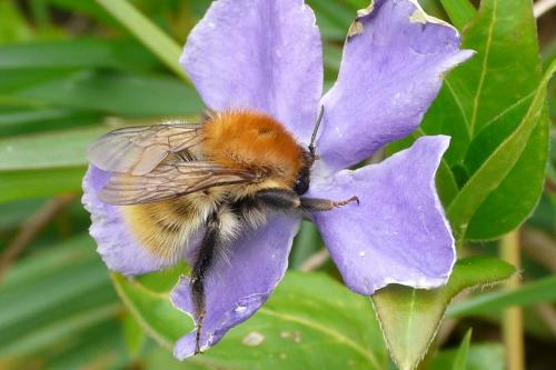 Bombus sp.