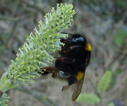 Bombus sp.