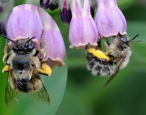 Anthophora sp.