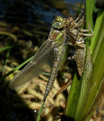 Brachytron pratense