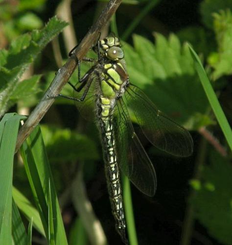Réf. 31 453 : Brachytron pratense