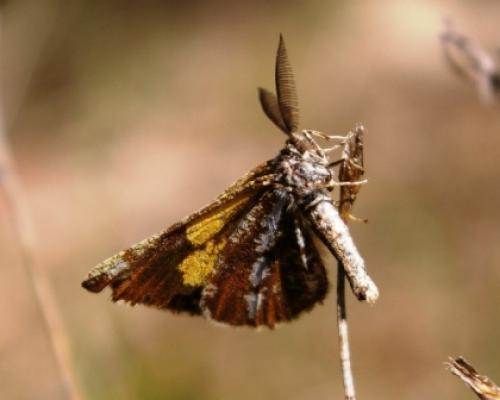 Bupalus piniaria