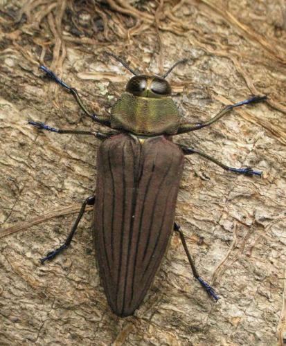 Réf. 31 107 : Actenodes chalybeitarsis