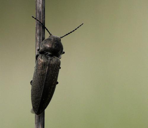 Cidnopus pilosus