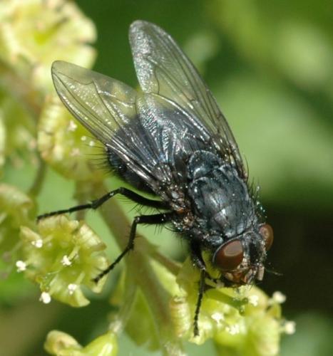 Calliphora vicina