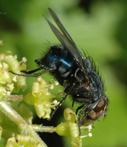 Réf. 31 550 : Calliphora vicina