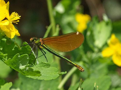 Calopteryx virgo