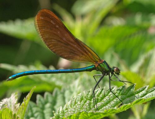 Calopteryx virgo