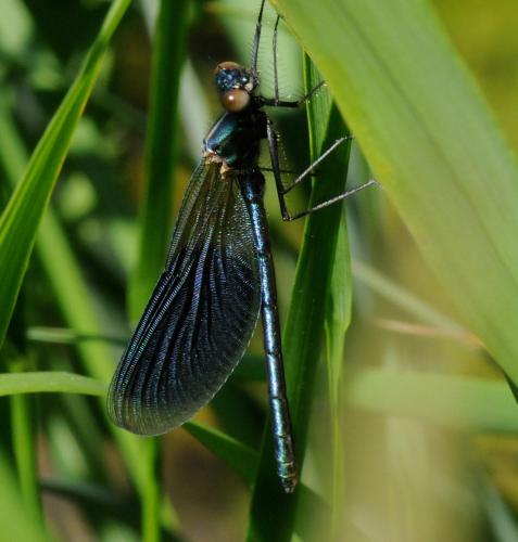 Calopteryx splendens