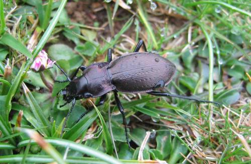 Carabus lusitanicus barcelecoanus