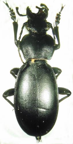 Carabus sp.