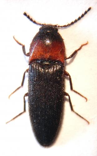 Ampedus sinuatus
