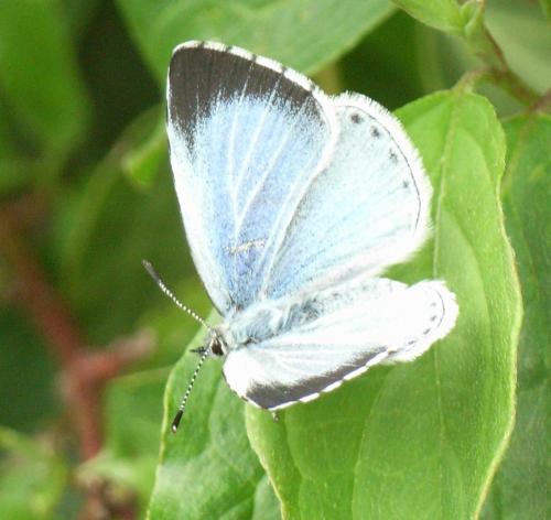 Celastrina argiolus