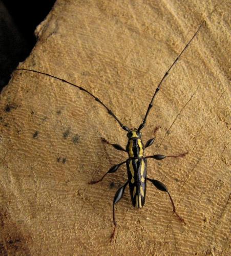 Ornithia mexicana