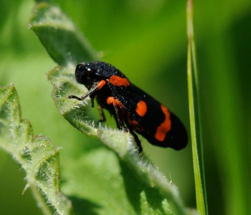 Réf. 31 468 : Cercopis intermedia