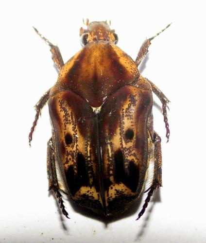 Hoplopyga liturata