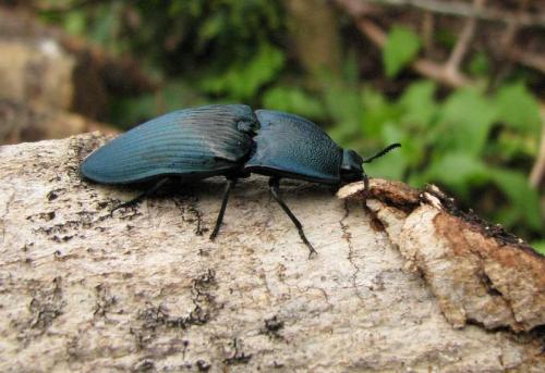 Chalcolepidius sp.