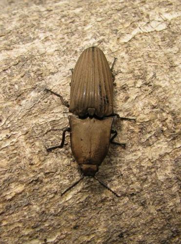 Chalcolepidius lacordairei