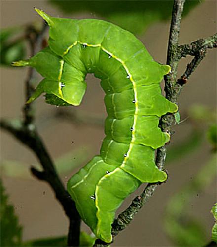 Asteroscopus sphinx
