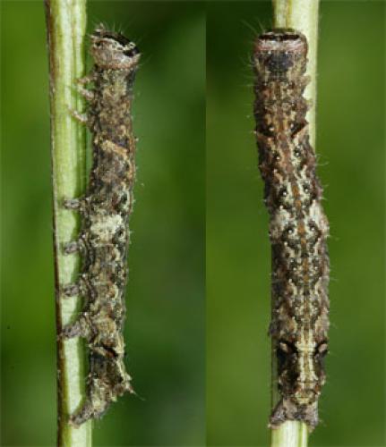 Allophyes oxyacanthae