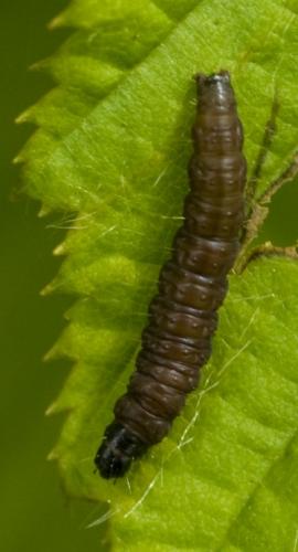 Celypha lacunana