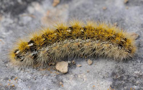 Réf. 31 155 : Rhyparia purpurata