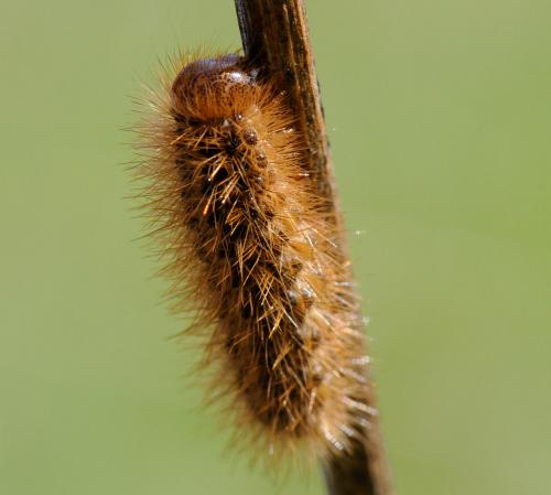 Cymbalophora pudica